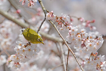 シダレザクラとメジロ