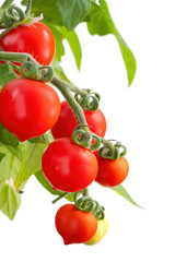 Branch of delicious fresh cherry tomatoes, isolated on white background
