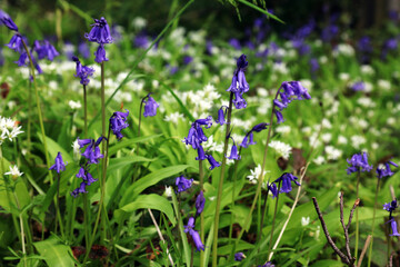 Bluebells and wild garlic flowers, Derbyshire England