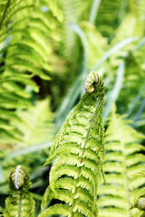 New fern leaf unfurling in the spring, Derbyshire England  © Judith