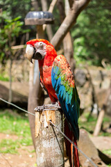 Red macaw of Brazil. Arara Brasileira.