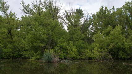 Beautiful swamp, nature reserve