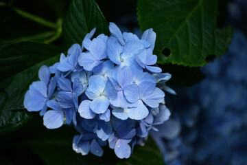青い紫陽花