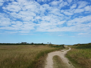 road in the field