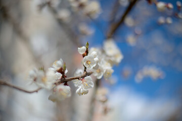 blossom in spring