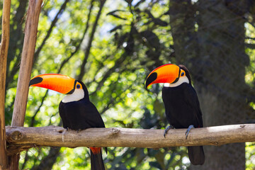 toucan stump. Tucano Toco on natural background