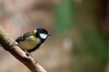Obraz premium Eine Kohlmeise sitzt auf einem Zweig