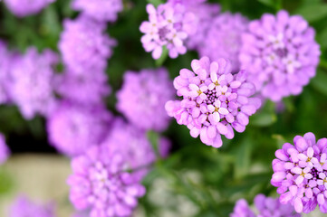 Obraz premium Close up of many group purple flowers