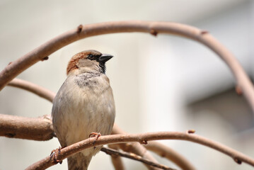 House sparrow on a twig.