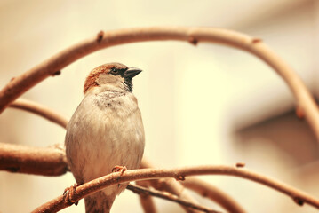 House sparrow on a twig.