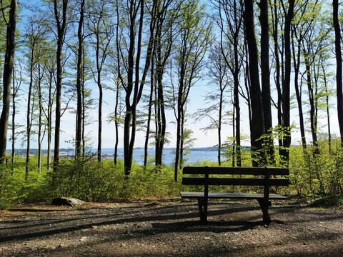 Bench in the springtime Bokeskogen in Larvik, Norway
