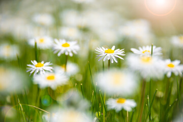 Green field with blooming wild daisy flowers in summer