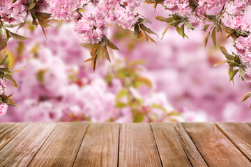 Naklejka na ściany i meble Empty wooden surface and beautiful blossoming sakura tree on background