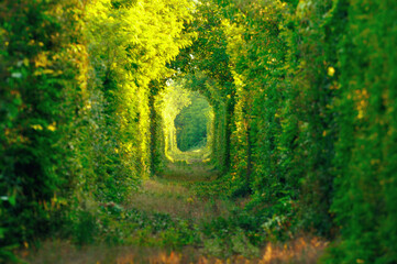 Natural tunnel of "love" formed by trees in Romania. Railroad removed.