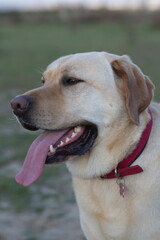 Man's Best Friend. A Beige Labrador