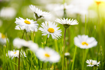 Green field with blooming wild daisy flowers in summer