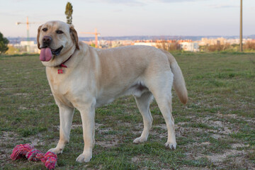 Man's Best Friend. A Beige Labrador