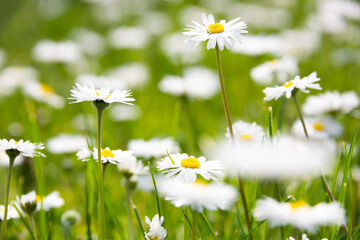 Green field with blooming wild daisy flowers in summer