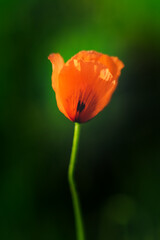 Naklejka premium Amapola