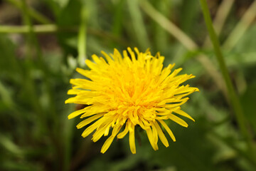 Beautiful yellow dandelion growing outdoors, closeup view