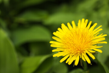 Beautiful yellow dandelion growing outdoors, closeup. Space for text
