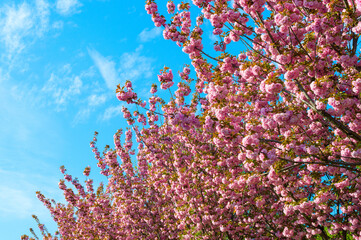 Blooming sakura tree spring Background