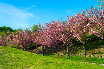 Naklejka premium Blooming sakura trees alley spring