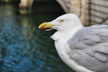 Beautiful bird in O' Connel Bridge, Dublin, Ireland.