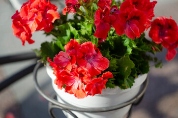Pink geranium pelargonium in greenhouse of botanical garden.