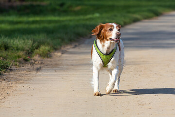 epagneul breton dog walks on a road