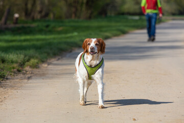britanny hunting dog walking on a road