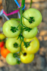 Green tomatoes on a branch
