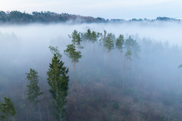 Fog covered pine forest in spring
