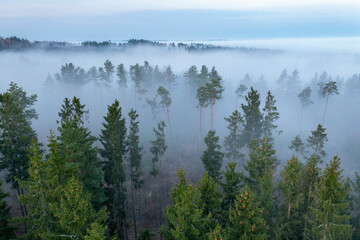 Fog covered pine forest in spring