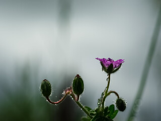 FIELD FLOWERS - Colorful spring in the meadow 
