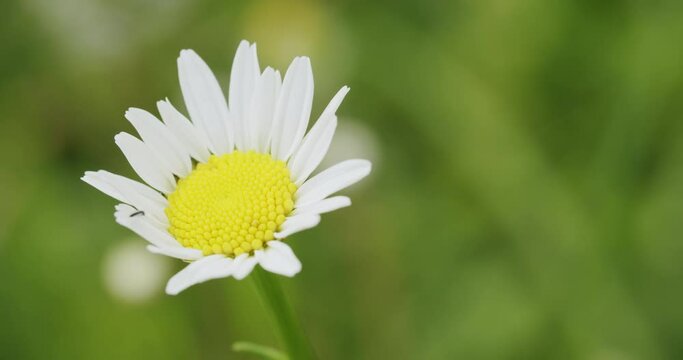 Macro shot of a single marguerite growing in a field. Static shot with shallow depth of field. Flower gets moved by fresh spring wind.