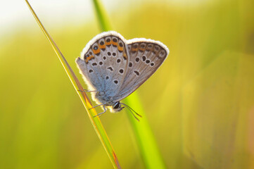 Common Blue butterfly (Polyomathus icarus)