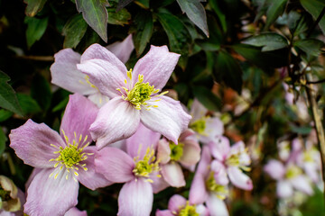 Pink flowers of the deciduous climber, Clematis Montana in late spring.