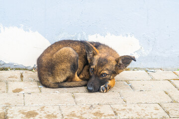 Fototapete bei efototapeten.de bestellen   