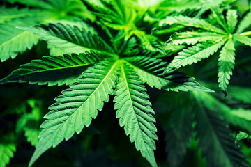 Close-up of hemp leaves. Marijuana plant, selective focus. Green  cannabis leaves. Natural abstract background wallpaper.