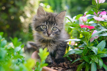 Naklejka na ściany i meble Beautiful tabby kitten sits in flowers on the street in summer