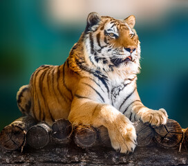 Siberian or Amur tiger with black stripes lying down on wooden deck. Full size portrait looking right. Close view with green blurred background. Wild animals watching, big cat