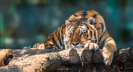 Siberian or Amur tiger with black stripes lying down on wooden deck. Full big size portrait. Close view with green blurred background. Wild animals watching, big cat - Powered by Adobe