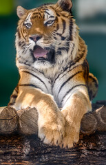 Siberian or Amur tiger with black stripes lying down on wooden deck. Full big size vertical portrait. Close view with green blurred background. Wild animals watching, big cat