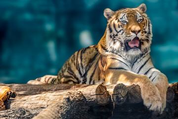 Siberian or Amur tiger with black stripes lying down on wooden deck. Full big size portrait looking forward. Close view with green blurred background. Wild animals watching, big cat