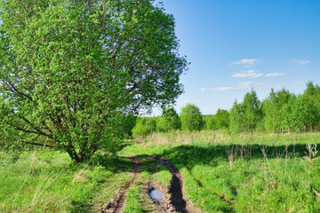 Fototapeta na wymiar Summer landscape with green grass field, dirt road road and tree.