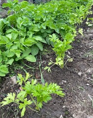 céleri branches ,légume, plantation au potager