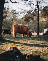 cow in the field