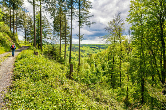 Wanderweg oberhalb des Brexbachtales (Rheinsteig)
