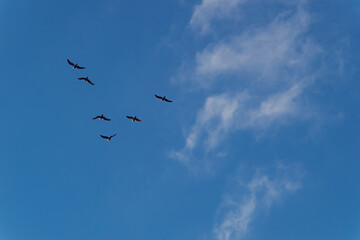 flock of seagulls against the blue sky 